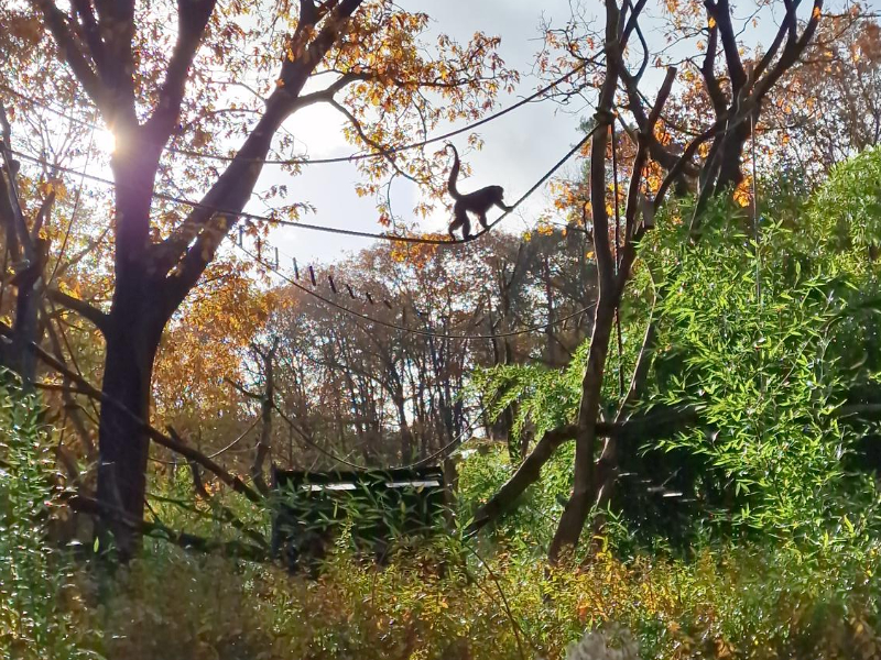 Een aap in het gouden herfstzonnetje tijdens het bezoek van reporter Rose aan het park. Een aap in het gouden herfstzonnetje tijdens het bezoek van reporter Rose aan het park.