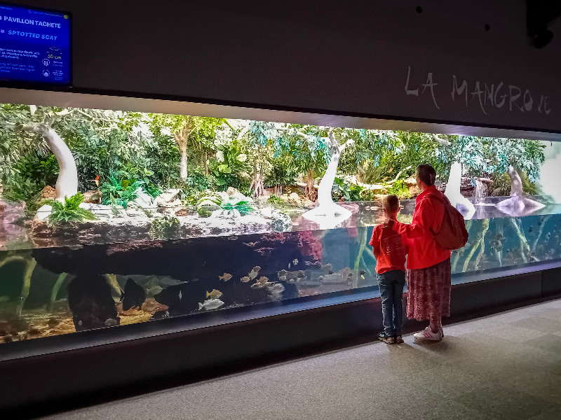 Kijken naar de mangrove in Aquarium de Vendée
