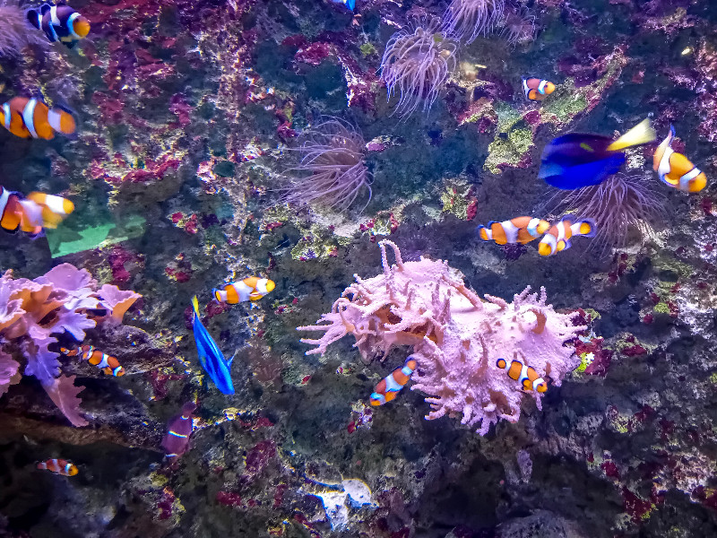 Nemo visjes bij Aquarium de Vendée