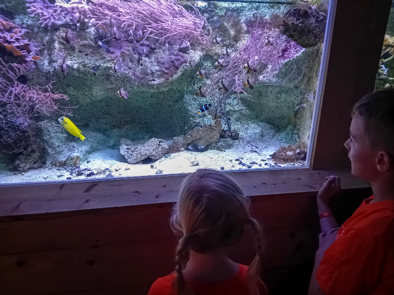 Visjes kijken in Aquarium de Vendée