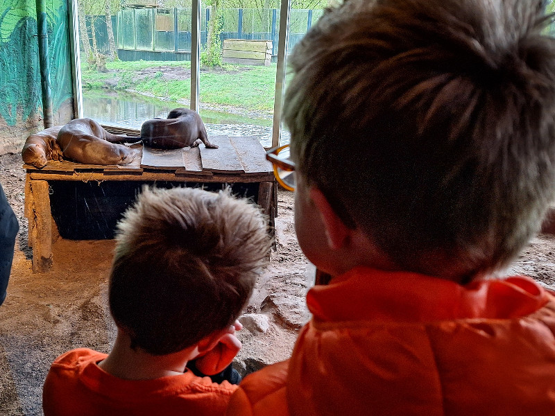 De reuzenotters bij AquaZoo Leeuwarden