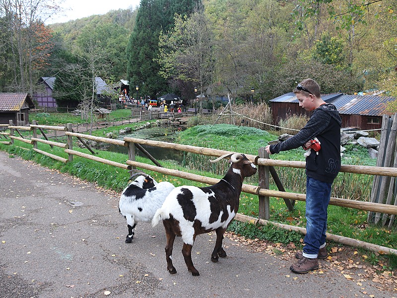 Geitjes aaien in de dierenweide midden in het park