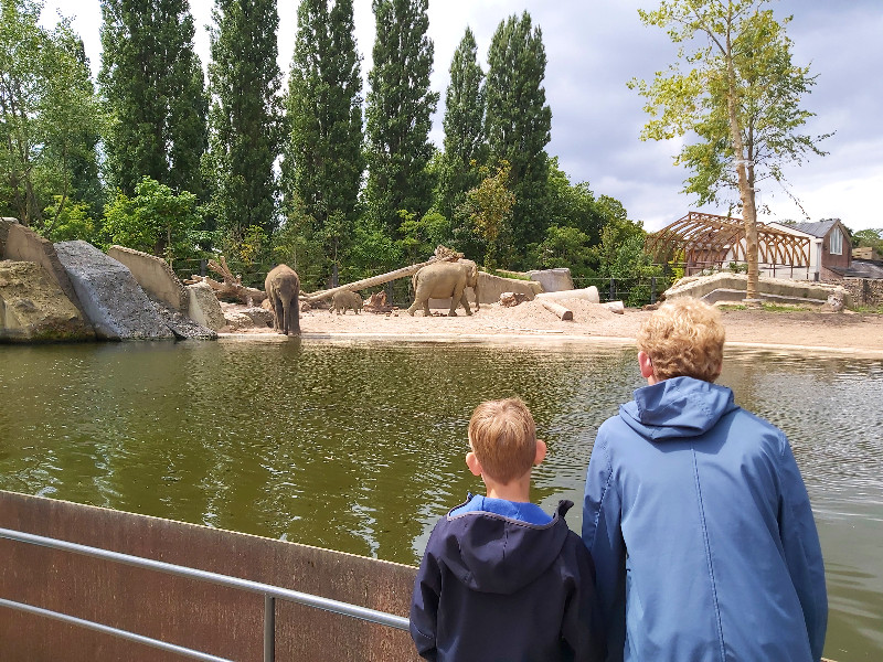 Onze jongens kijken naar de olifanten in Artis