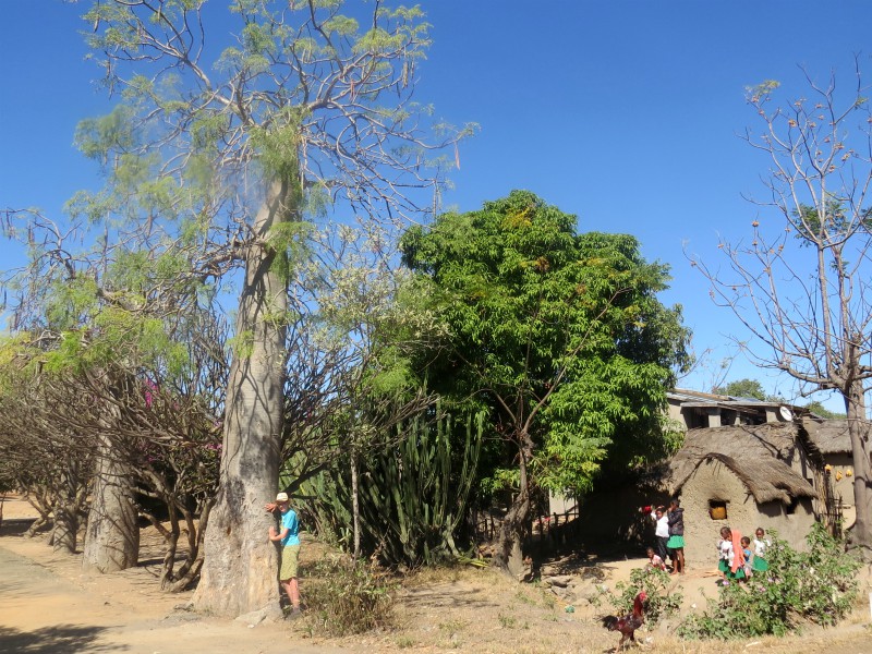 De kinderen in het dorp Zazafotsy kijken vreemd toe hoe wij de baobabs knuffelen