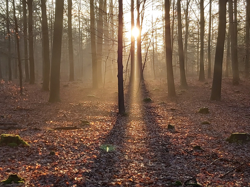 In het bos genieten van de mooie zonsopkomst