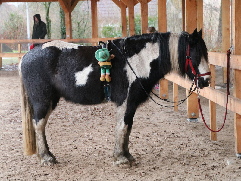 Bollopop mag ook meerijden met de pony