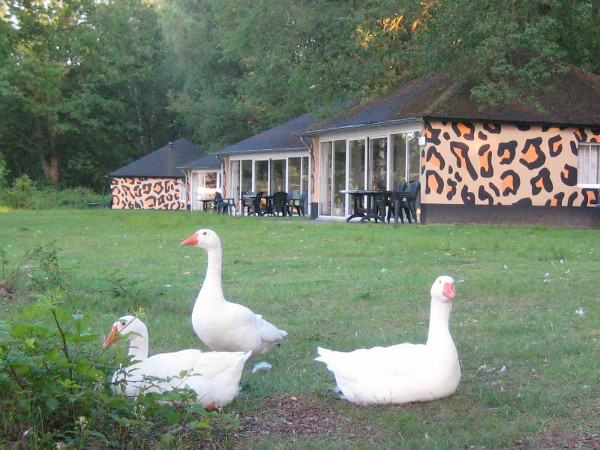 Ook wilde dieren bij het Vakantiepark Beekse Bergen