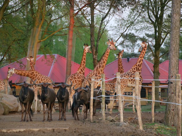 Giraffen in het Safari resort