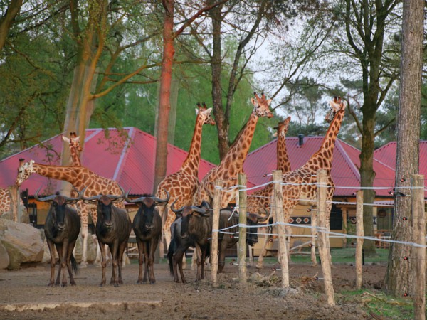 Lodges aan de savanne in Safari Resort Beekse Bergen