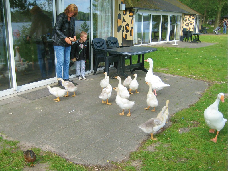Onze huisdieren bij Beekse Bergen