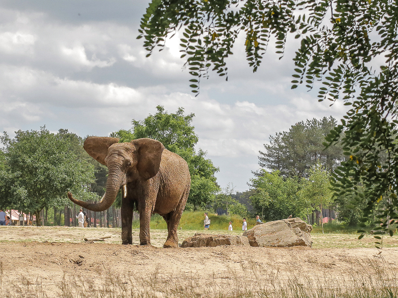 Olifant in de Beekse Bergen