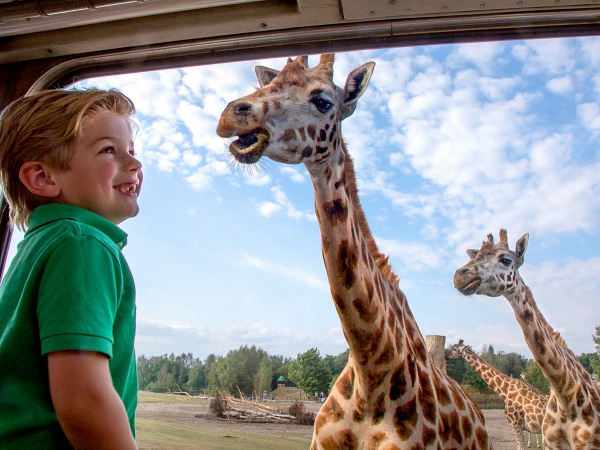 Kind kijkt vanuit de auto naar de giraf