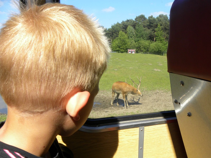Op safari in Beekse Bergen