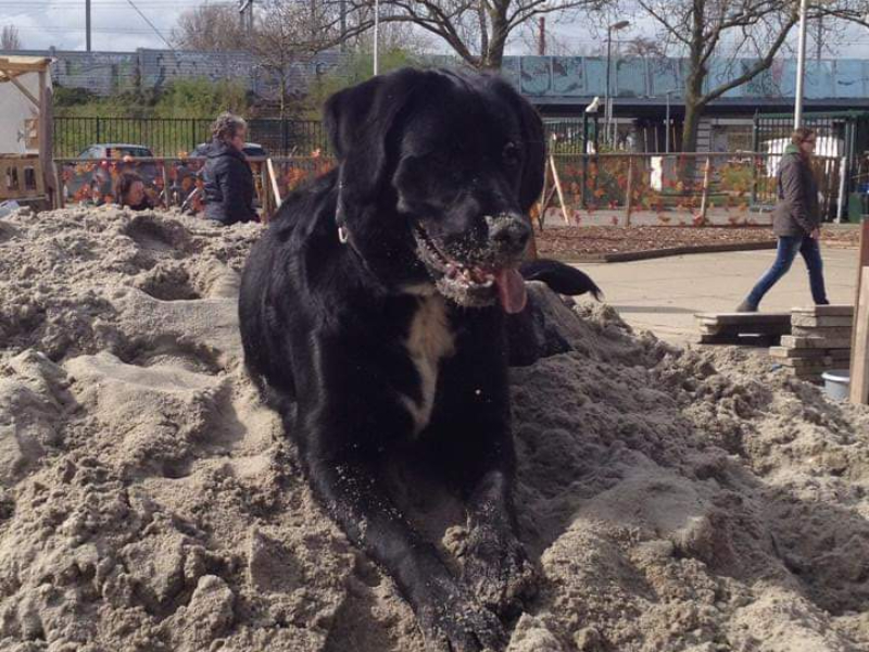 Lekker uitrazen en spelen bij hondenspeeltuin Bello. Heerlijk voor je hond (en kind)