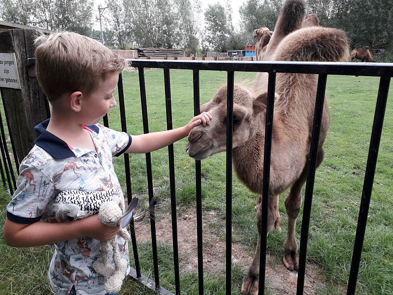 Bij Uilen- en dierenpark De Paay in Beesd kom je heel dicht bij de dieren.