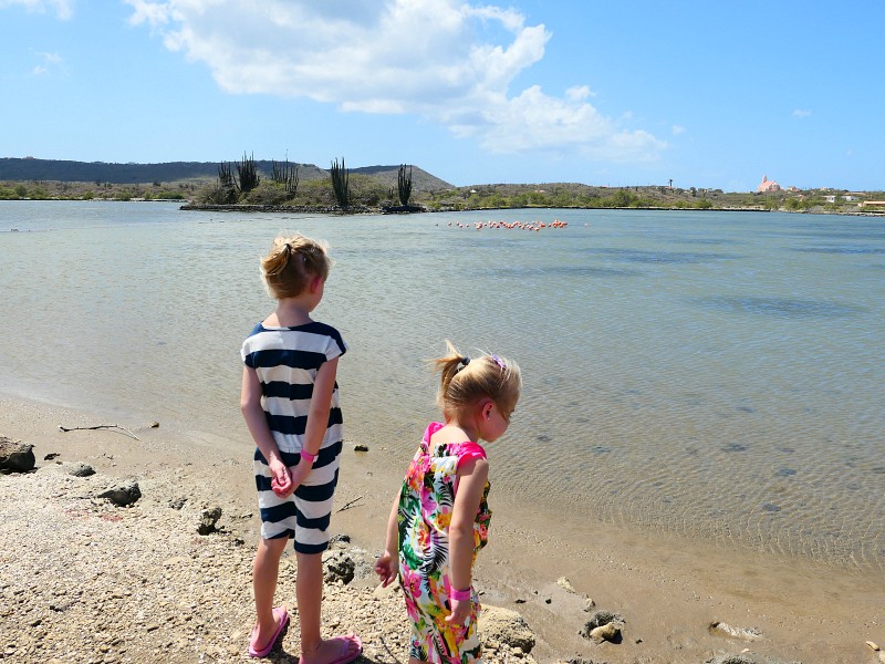 Flamingo’s kijken bij het meer van Willibrordus