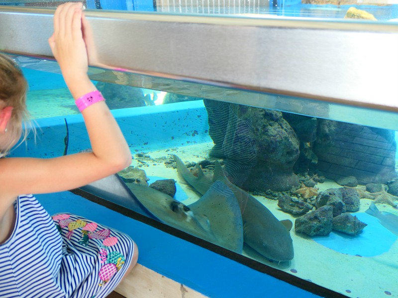 Verschillende haaiensoorten in het zeeaquarium