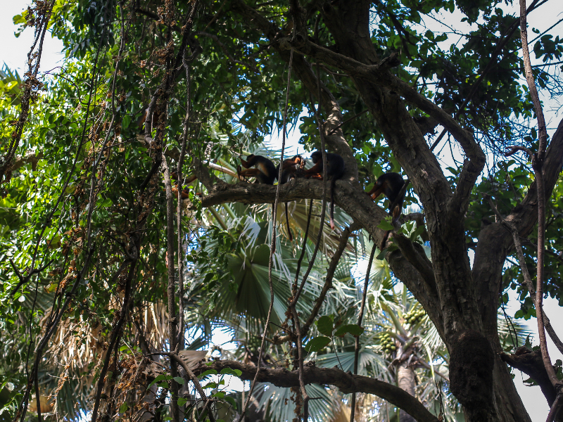 Een rijtjes aapjes hoog in de boom in het Bijilo Forest Park in Kololi, Gambia