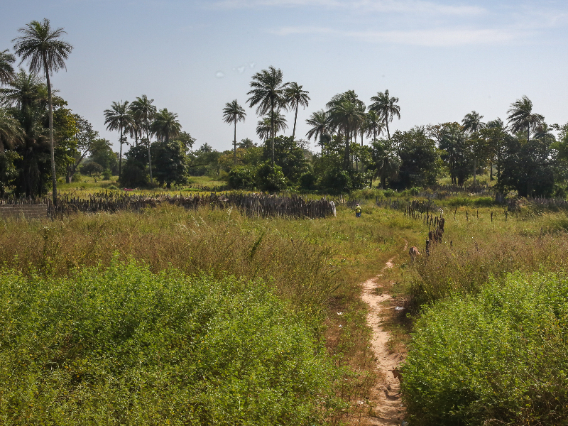 Het binnenland van Gambia is groen