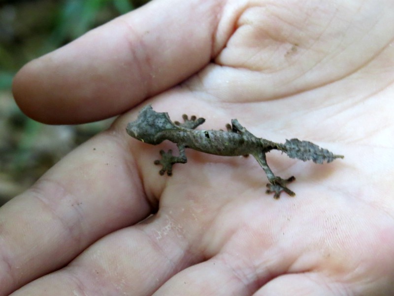 De bladstaartgekko