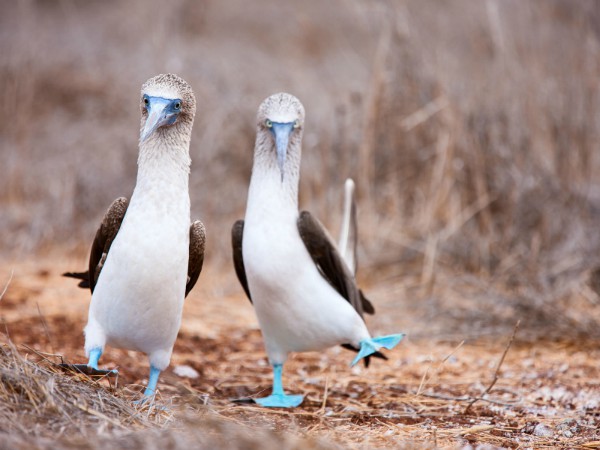 Blauwvoetgenten op de Galapagos eilanden