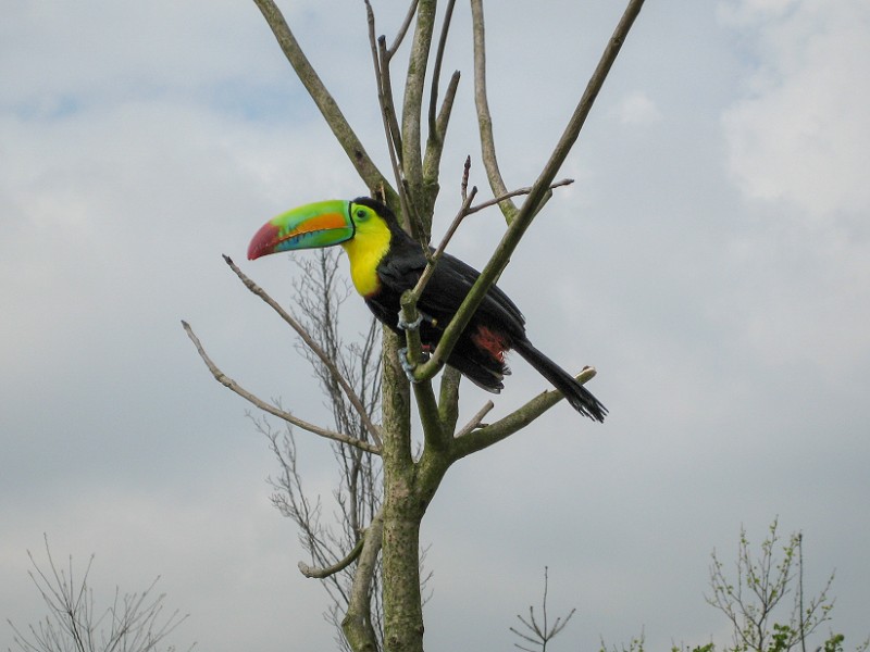 Een toekan in Blijdorp tijdens ons bezoek