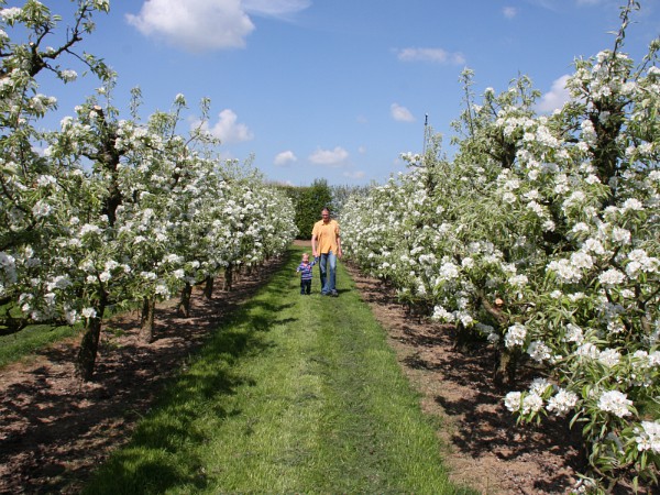 Wandelen tussen de bloesems in de Betuwe.