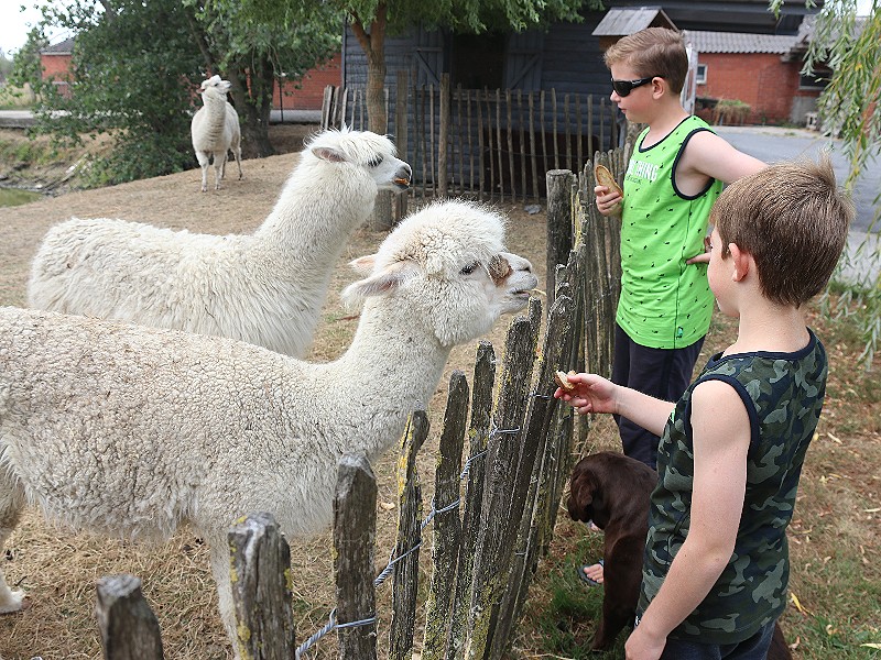 De alpaca's voeren!