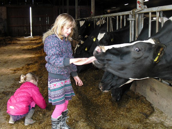 Kinderen voeren de koeien