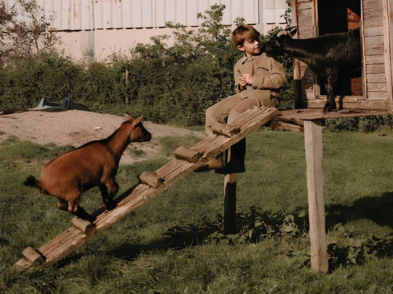 Boerenbed geitenboerderij