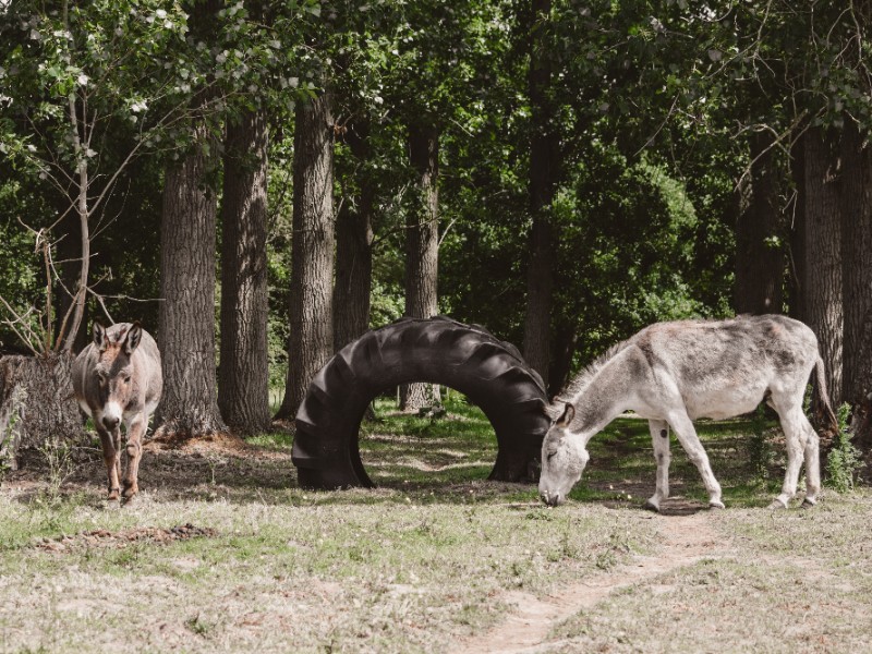 ezels bij hoeve brugge