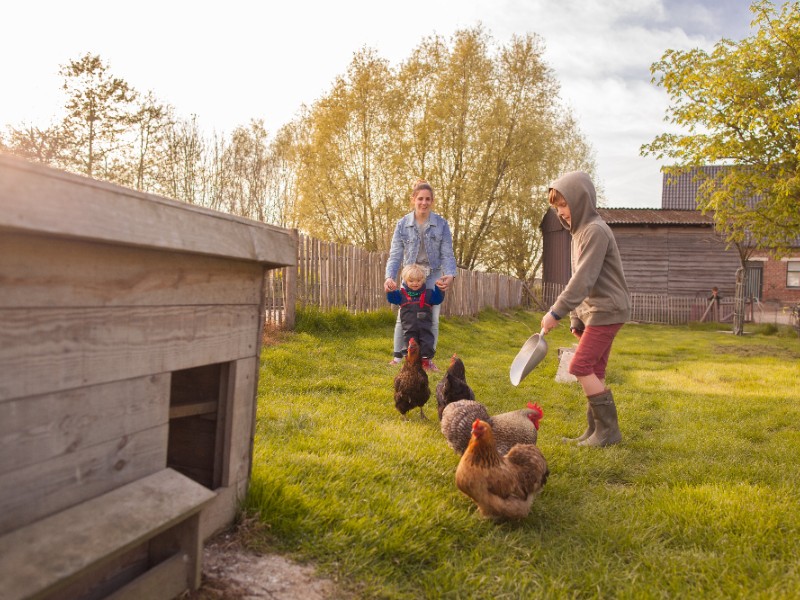 kind voert kippen