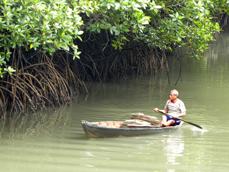 Een Thaise man in zijn bootje in de mangrove