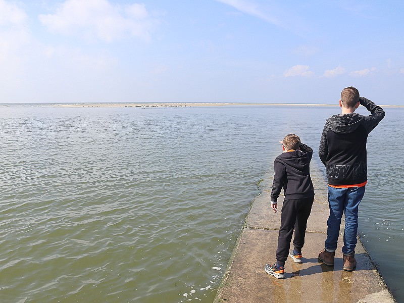 Zeehonden spotten vanaf het strand!