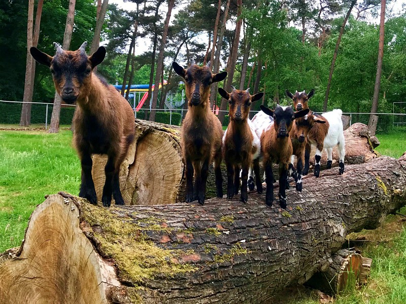 Geitjes in de dierenweide