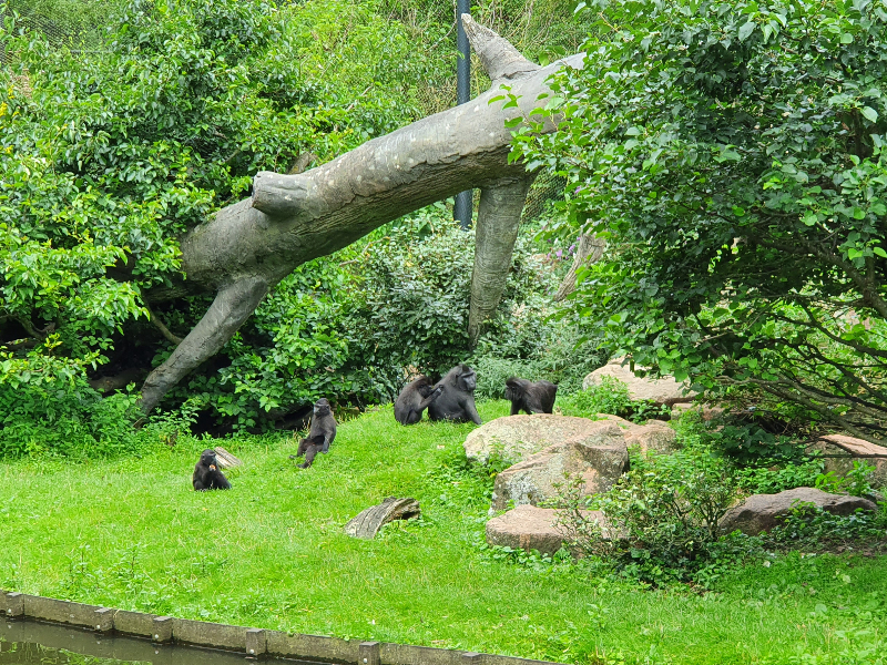 Gorilla's in hun buitenverblijf. Ooit woonde de beroemde Gorilla Bokito hier!