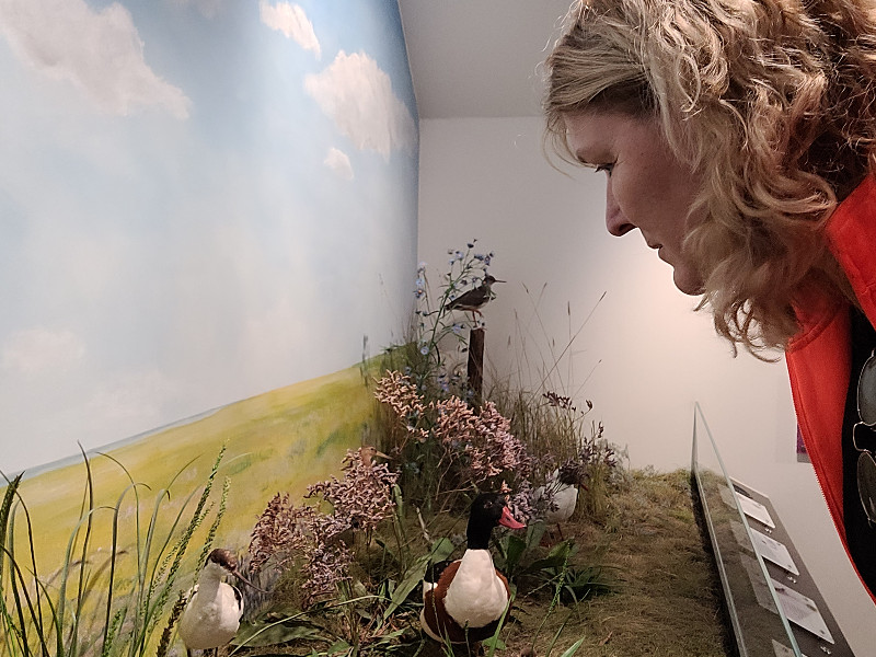 Opgezette vogels kikenin het Nationalparkhaus Fedderwardensiel