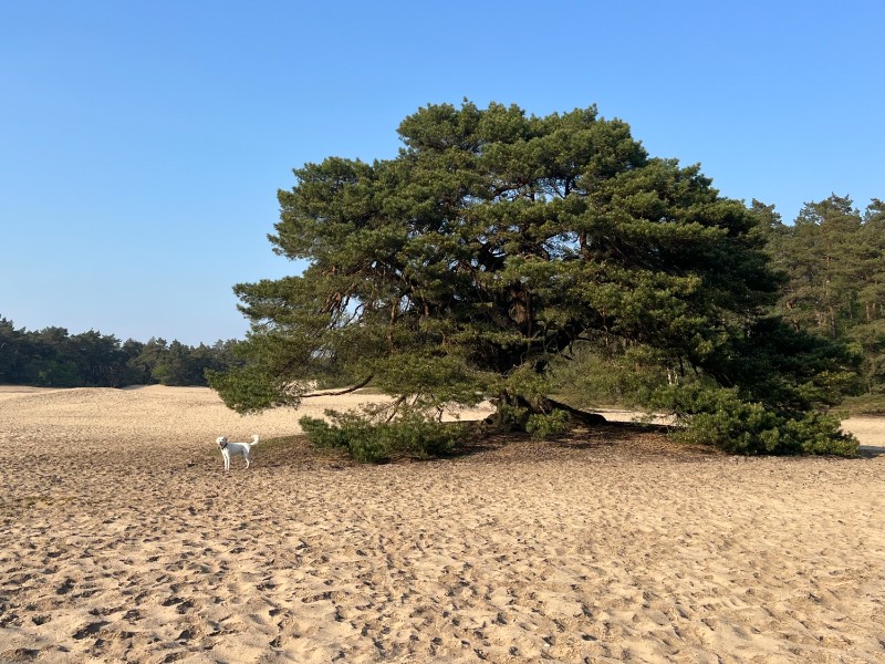 De prachtige natuur van de Veluwe om de hoek van camping Samoza