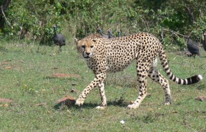Cheetah Cheetah