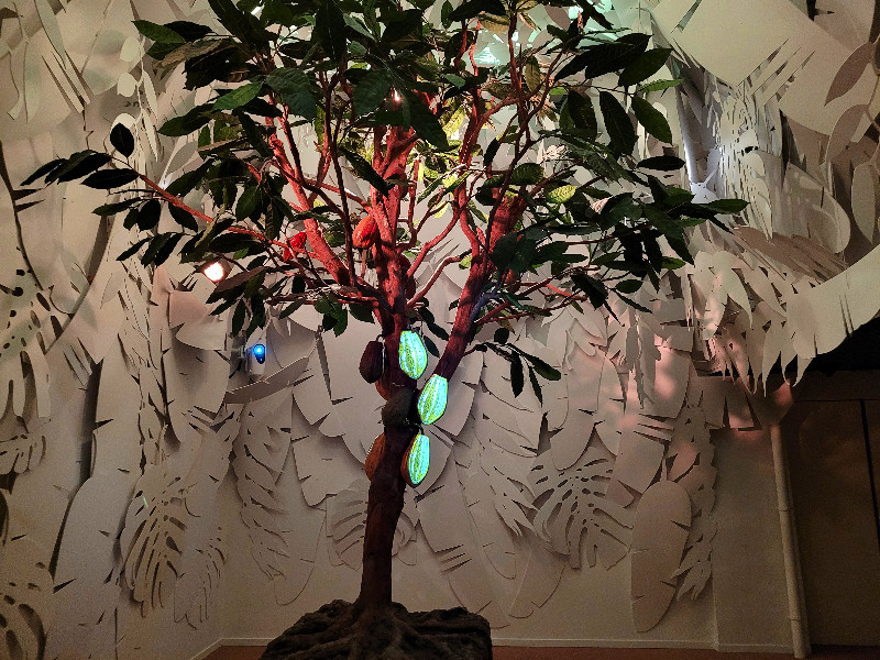 De cacaoboom in Chocolate Nation