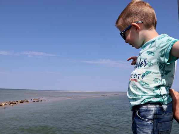 Peuter spot zeehonden op het wad