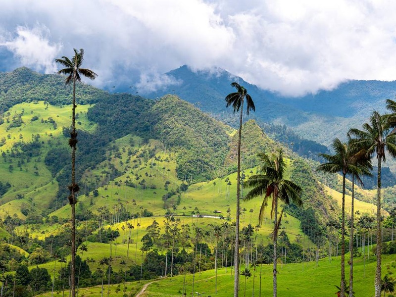 De Cocora Vallei in Colombia