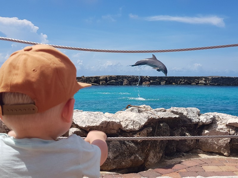 Jongetje kijkt naar de dolfijn op Curacao