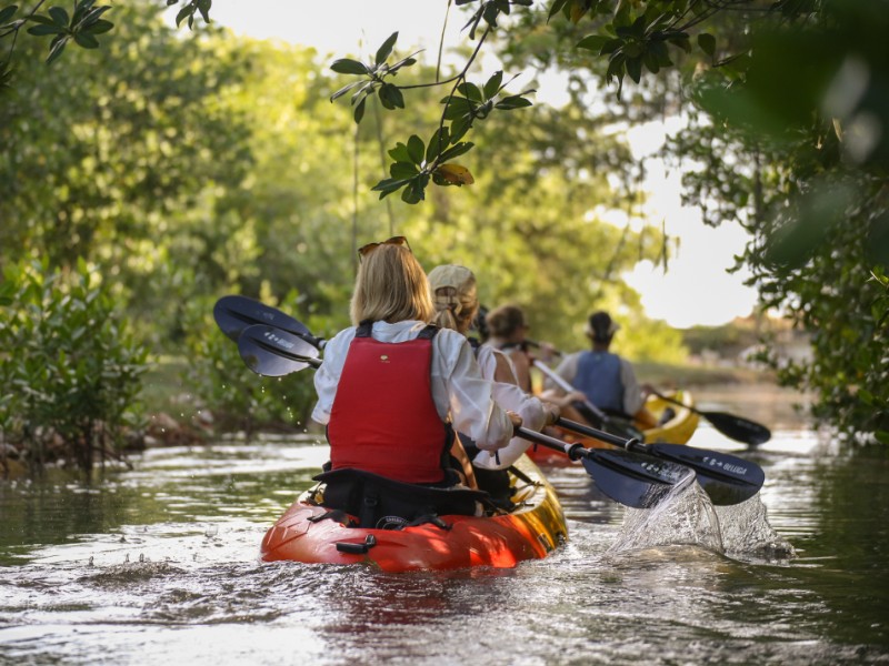 De gids voorop legt onderweg vanalles uit over de mangroves, en laat je bijzondere waterplanten en beestjes zien. Wie durft kan zelfs een krab over zijn hand laten lopen