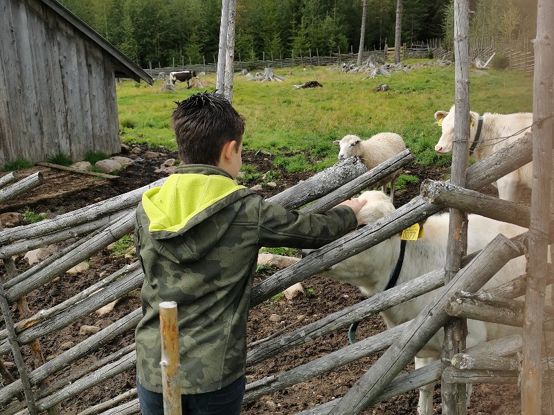 Kalfje aaien bij de traditionele boerderij