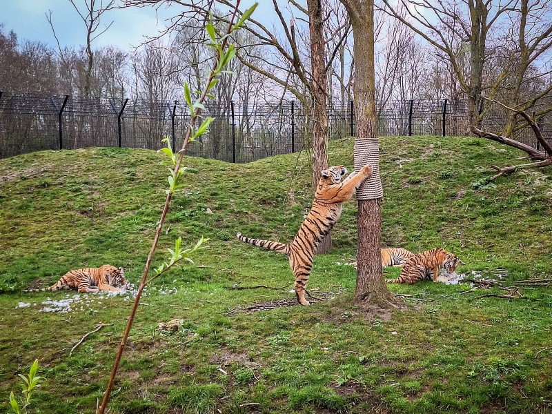 De Amoer tijgers van Aquazoo Leeuwarden