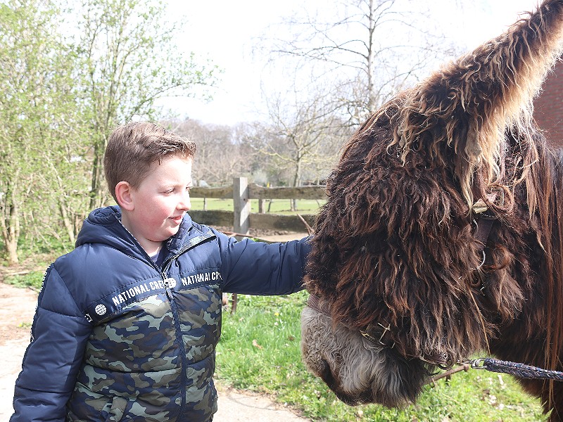 Eén van de vele lieve ezels bij De Kleine Wildenberg