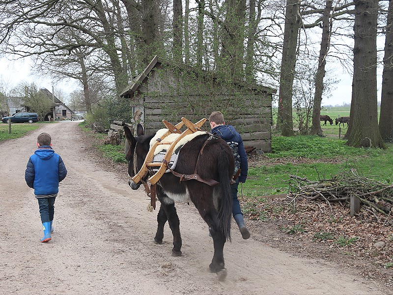 Wandelen met een ezel