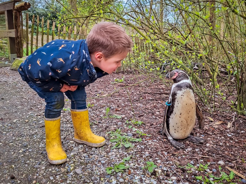 Stijn maakt even een praatje met een pinguïn