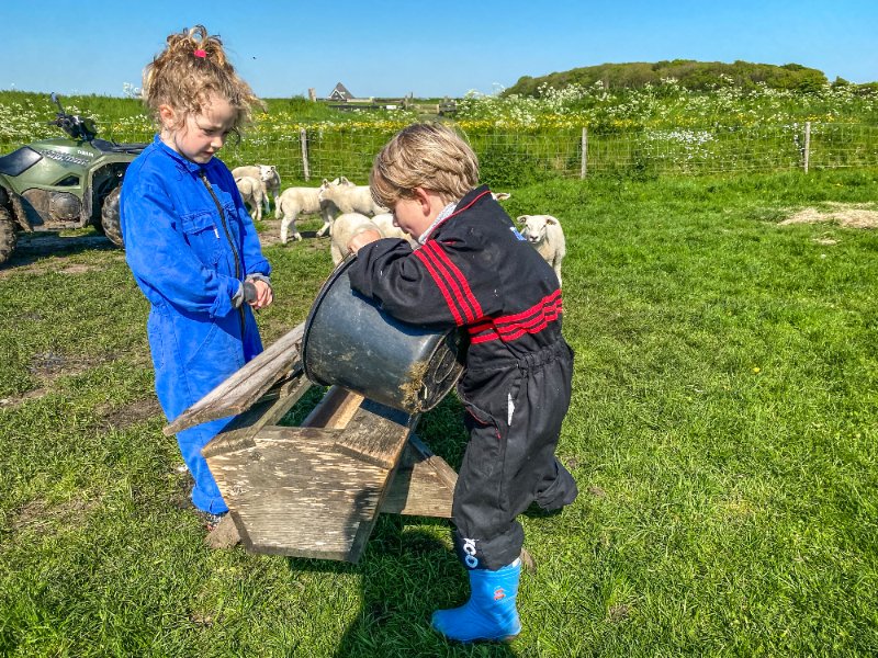 De kinderen doen hun uiterste best tijdens het voeren van de schapen 